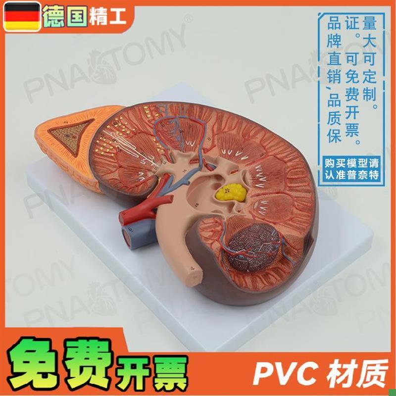 德国】人体肾脏内脏结构s肾上腺解剖放大模型泌尿生殖系统男科泌