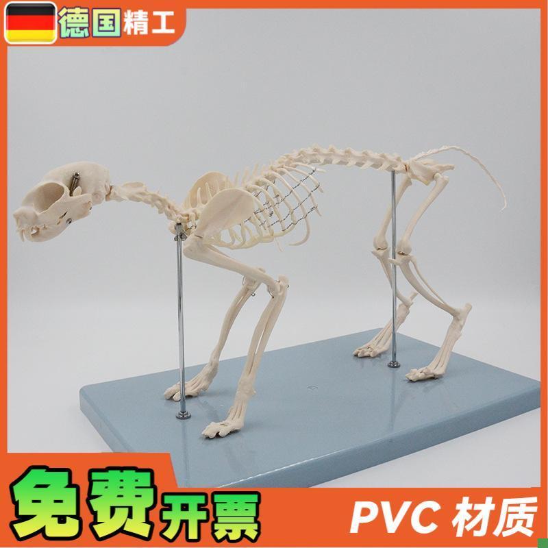 德国】猫骨骼模型猫骨架解剖教A具仿真小猫头骨脊柱关节可拆卸宠