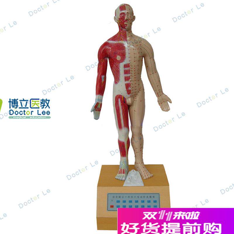 语音提示c电动针灸模型教用医用针灸人医学演示教学模型
