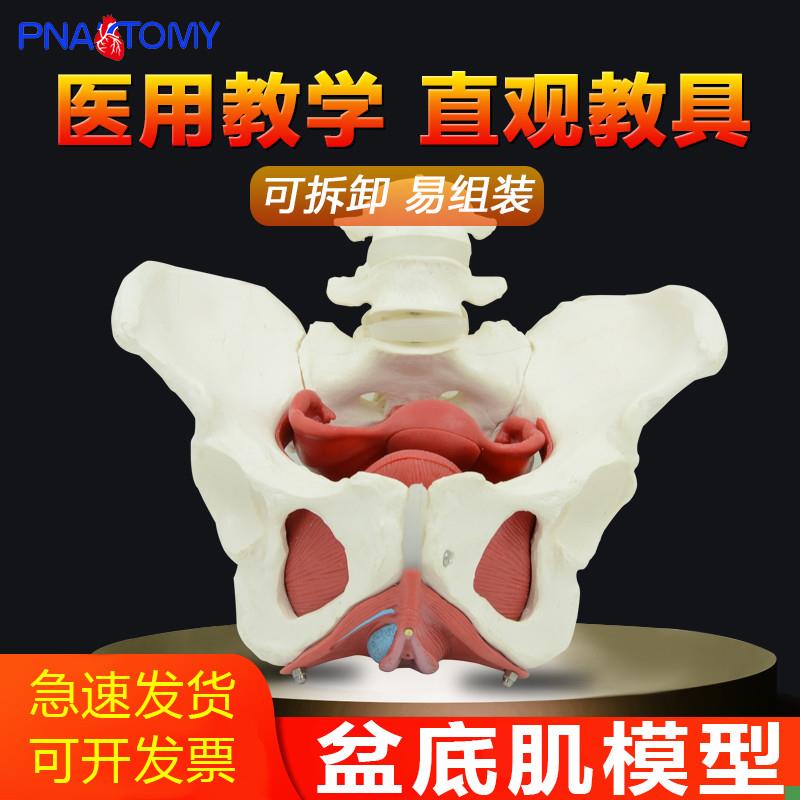 仿真女性生殖器官盆m腔盆底肌结构骨盆两节腰椎解剖模型妇产科医