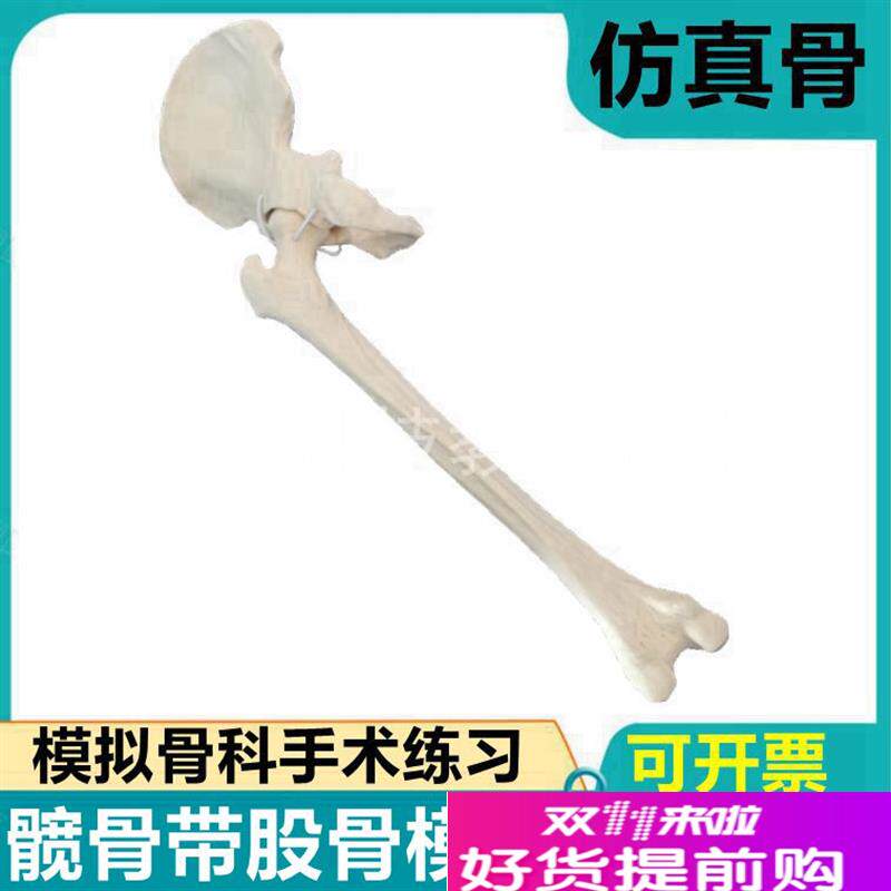 仿真骨模型髋关节假骨膝关节踝关节上下肢人工骨骼带骨Y髓腔髓内