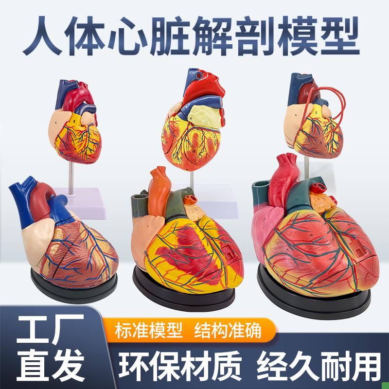 人体标准心脏解剖模型B超彩超可拆卸自然大心脏医V学教学教具模型