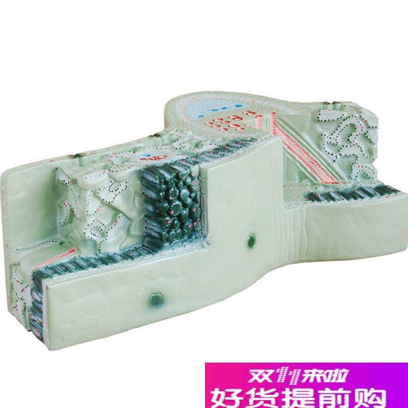 植物叶子c构造模型草本解剖教具解剖放大模具教学用标本
