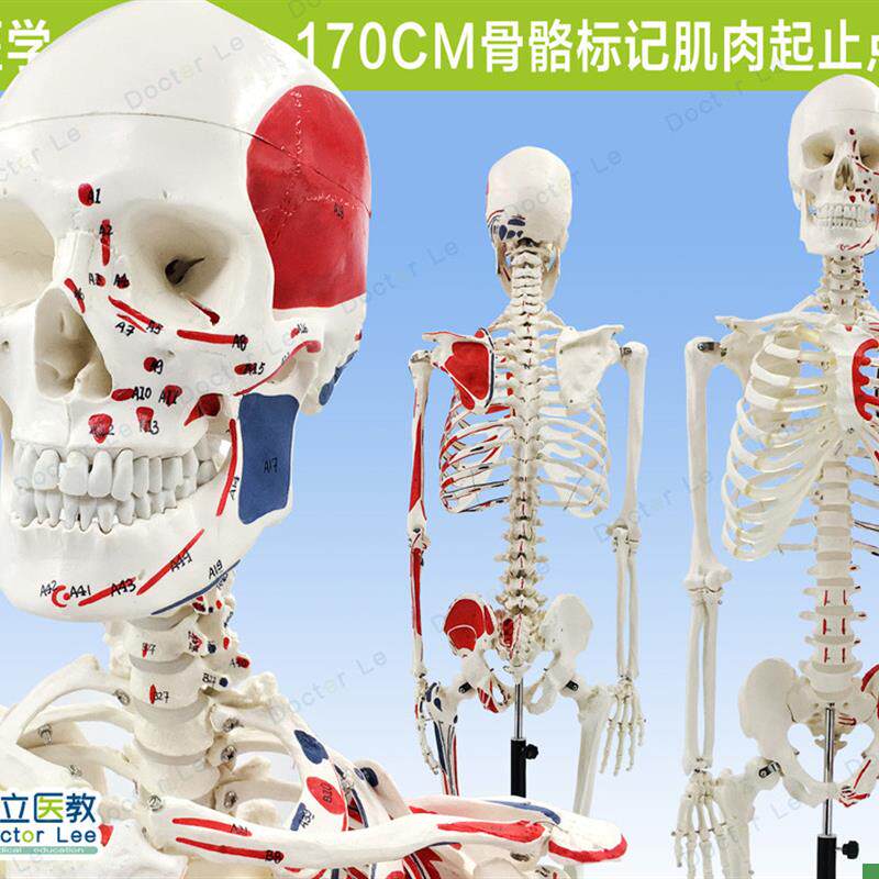 170CM人体骨骼彩色骨架附肌肉起止点着色模型正骨V健身房瑜伽教学