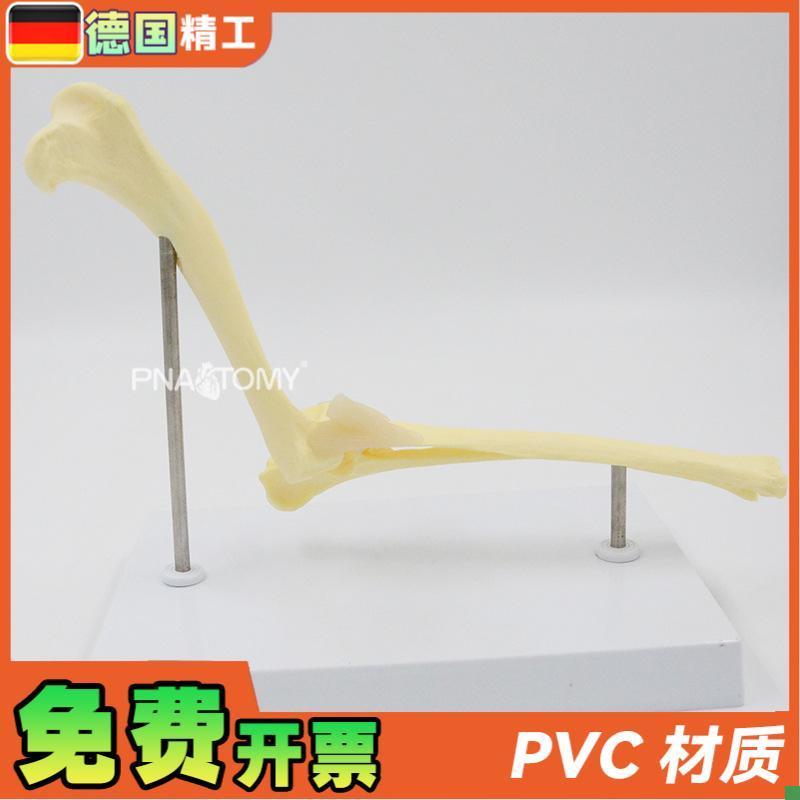 德国】狗肘关节模型犬骨骼关节解C剖展示道具1比1大医药促销礼品