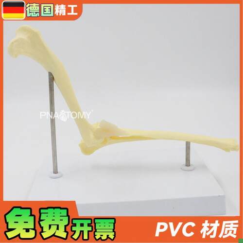 德国】狗肘关节模型犬骨骼关节解C剖展示道具1比1大医药促销礼品