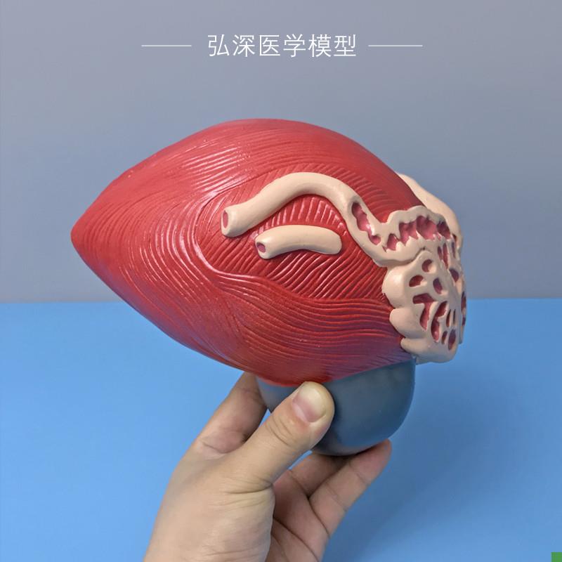 膀胱放大模型人体男性前列腺w3倍泌尿生殖系统结构造教学医学模具