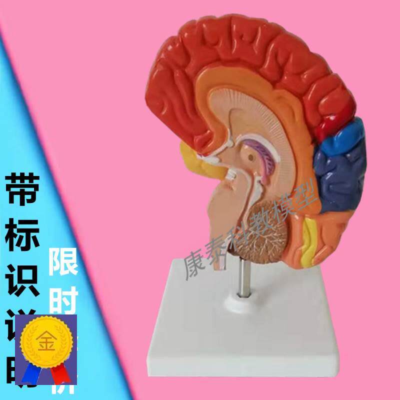 人脑模型大脑功能半球小脑干语言中枢神经系统运动控制早教医益智
