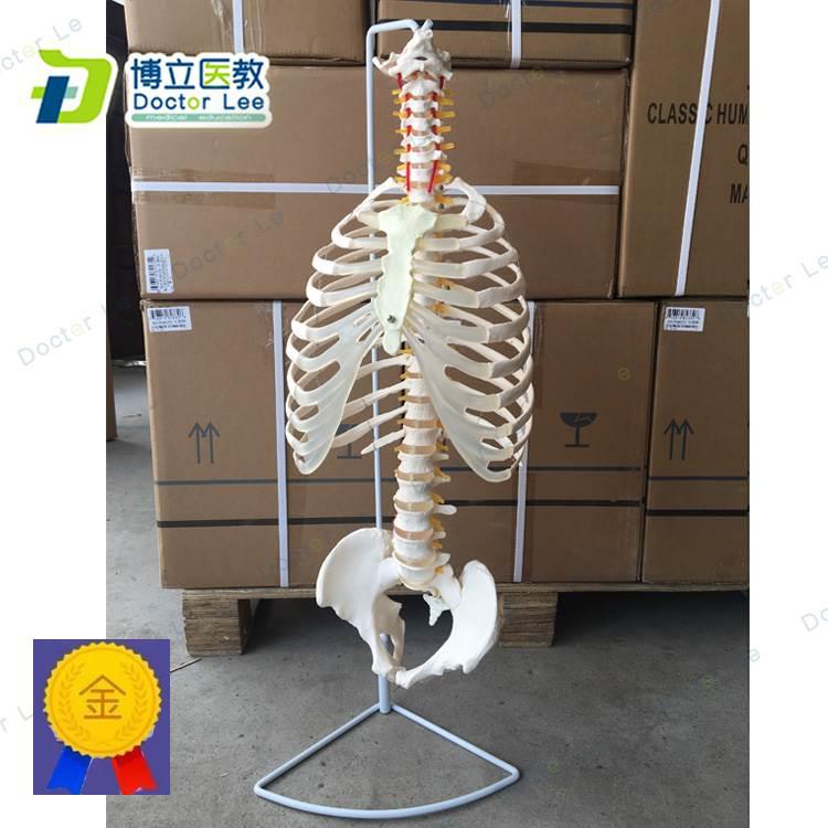 人体脊柱模型骨骼脊椎成人1:1颈椎胸椎肋骨盆盆整骨胸骨肋骨模型
