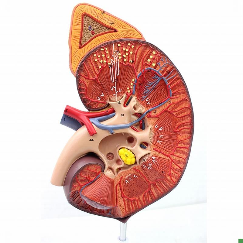 ENOVO颐诺医学人体肾脏肾上腺模型肾器官解剖泌尿V系统模型生殖泌