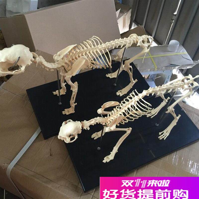 骨科器械狗骨骼标本模型t宠物动物狗猫犬教学骨架骨头骨骼模型