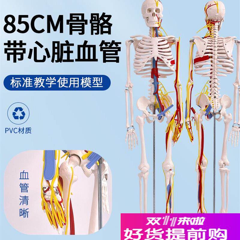 标准医用骨架g85CM人体骨骼带心脏与血管及神经模型小针刀骨骼模