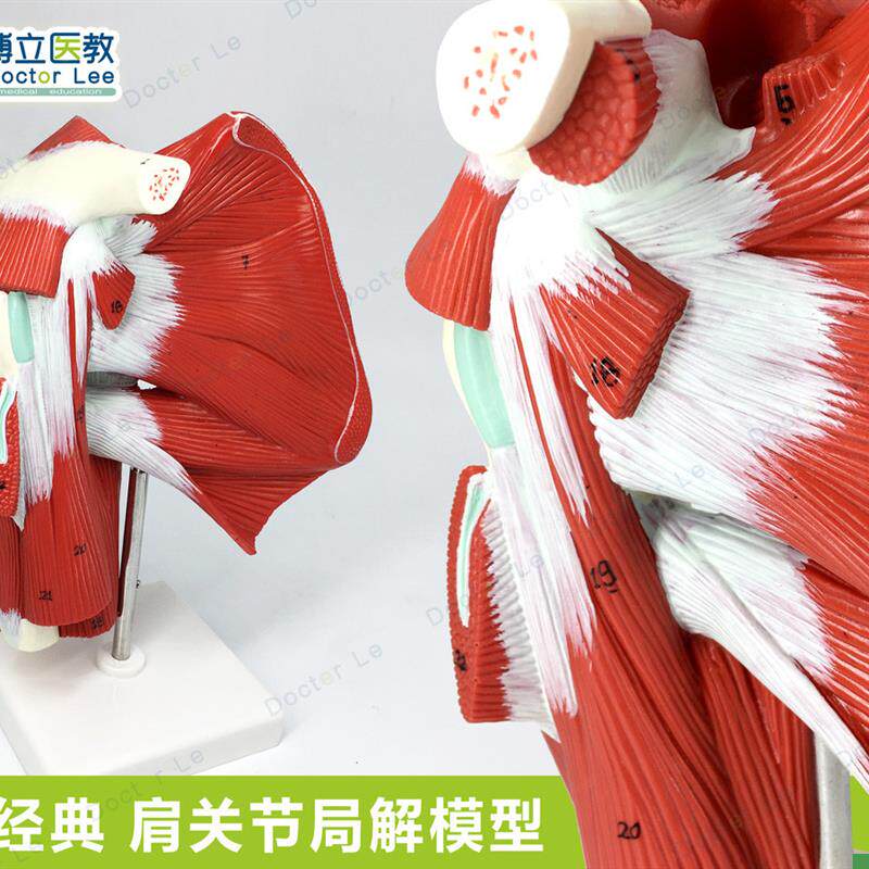 专业医学肩关节附肌肉q肌腱模型肩关节肌肉解剖模型健身运动系统