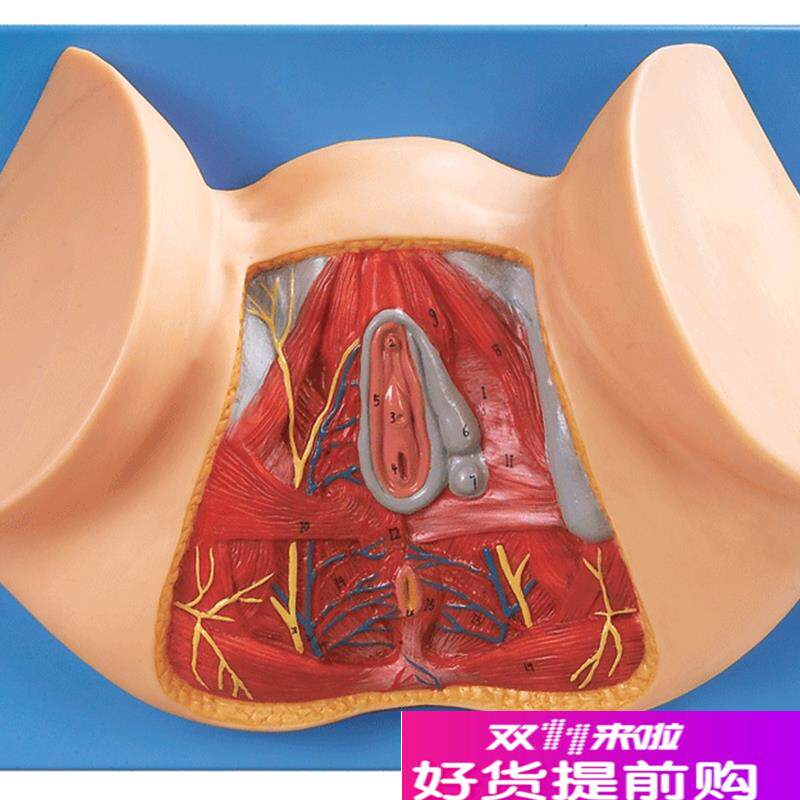女性会阴模型/解剖模型A1B5113/女性阴道切开模型