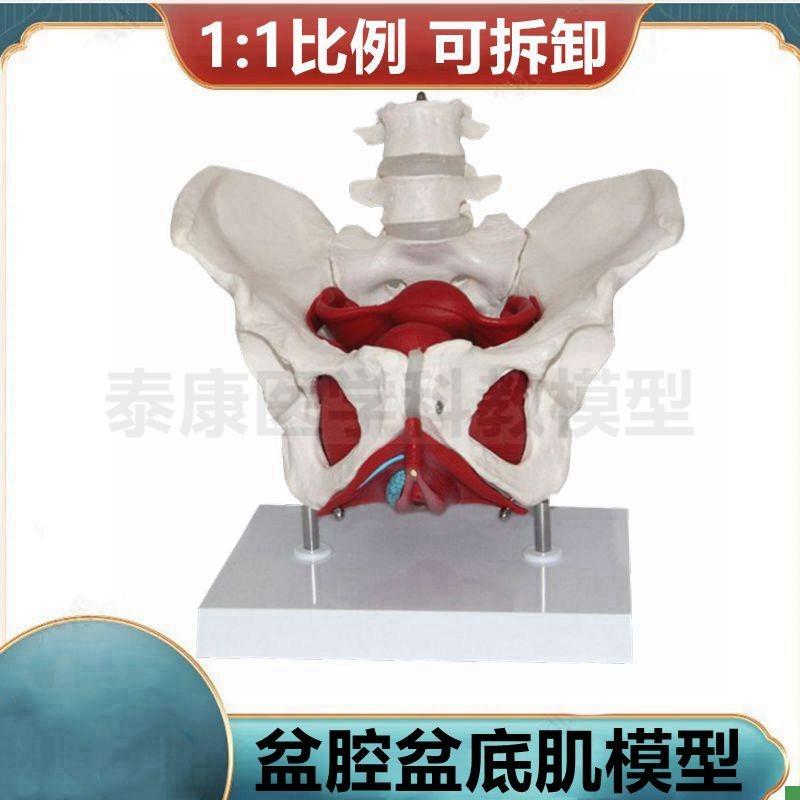 女骨盆模型盆腔器官盆底肌会x阴解剖产科临床教学家政月嫂培训