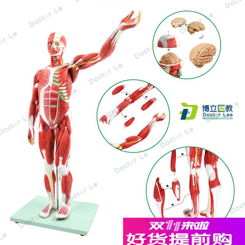 人体肌肉模型美术仿真骨骼肌y肉组织解刨模型健身医用教学模型