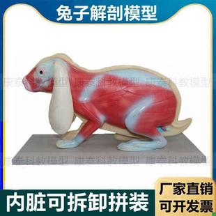 兔子解剖模型g立体仿真内脏可拆卸拼装皮肤骨骼头骨透明牙齿生物
