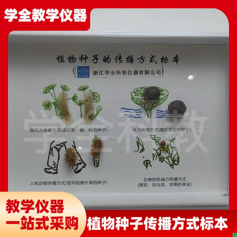 植物种子传播标本高档新款摆y件幼儿园小学教学科学科普自然教材