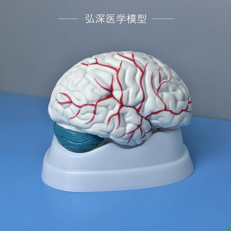 人体大脑解剖模型头脑子大小x脑干器官结构可拆开脑部医学教学玩