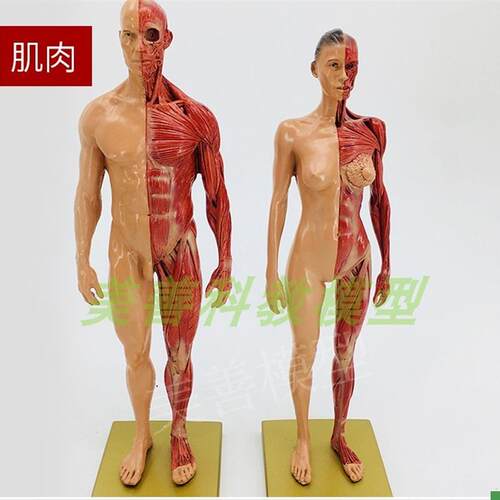 30cmb绘画参考头骨模型半身像医学艺用人体肌肉骨骼解剖结构美术