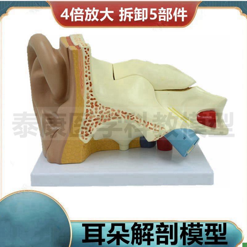 人体耳朵解剖模型放大4倍拆卸拼装神经科教学演示半规Z管耳蜗迷路