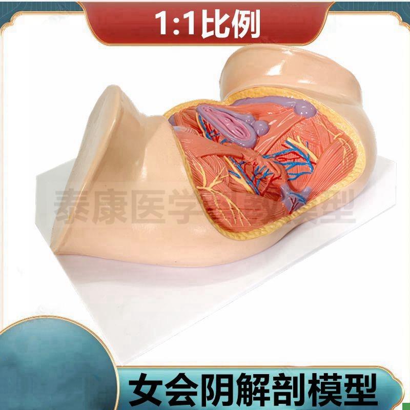 女会阴模型1比1盆腔盆底t肌女骨盆功能演示产后康复家政月子培训