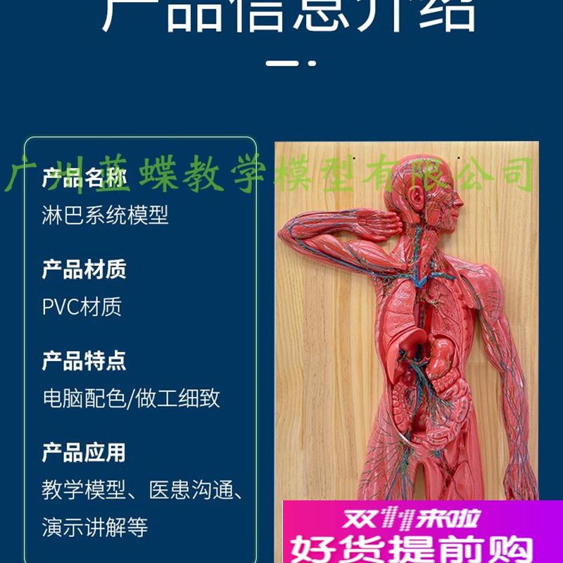 医学人体淋巴系统解剖模型免疫系统胸腔外科心脏消U化器官展示标