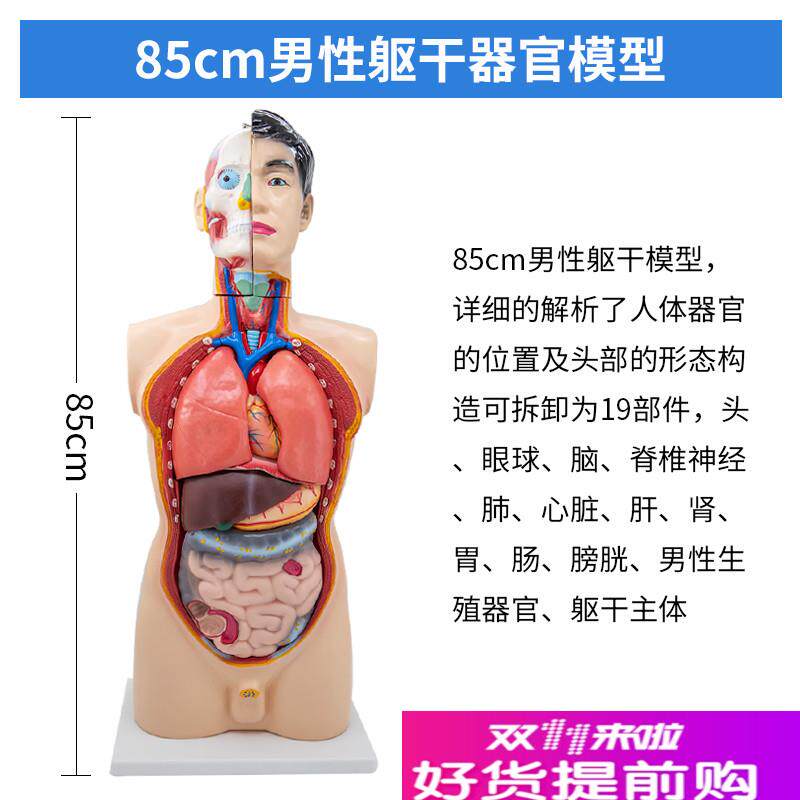 85CM男性人体躯干模型19件身体模型J解剖模型医学教具内脏可拆