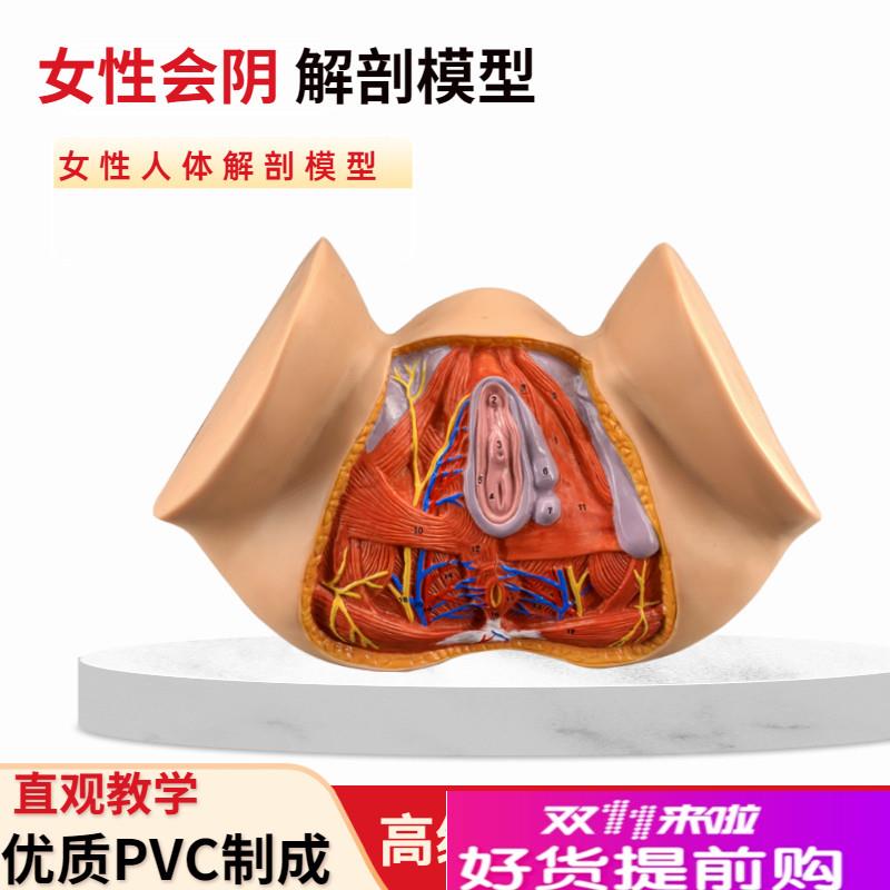 女性会阴模型会阴解剖模型妇科构造解剖模K型女性生殖器官解剖模