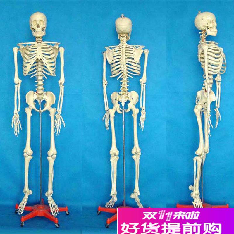 包邮标本骨骼模型170CM人体模I型骨骼人骨医学教人体骨架