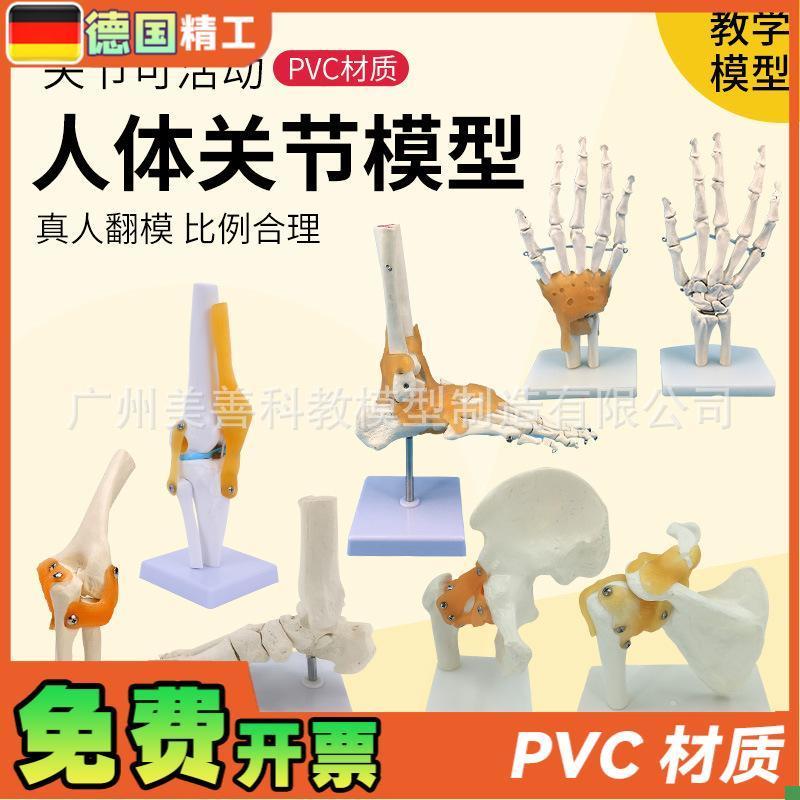 人体膝关节功能模型肩关节肘关节C手关节脚关节髋关节可动骨骼模