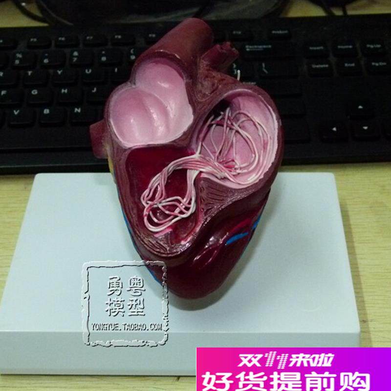 狗心脏模型病理内脏犬内u脏犬心脏动物内脏宠物标本动物模型