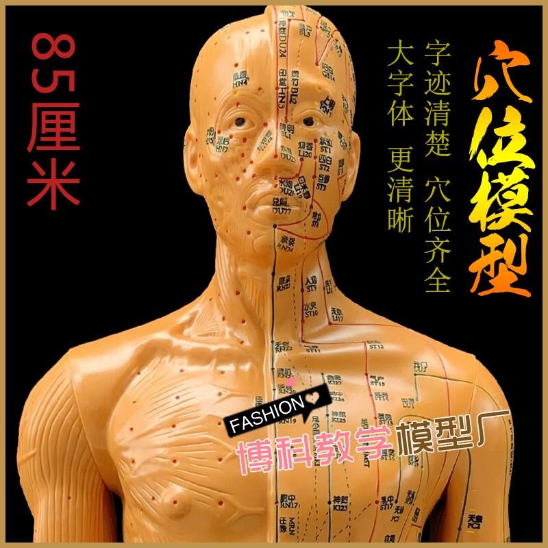中医针灸穴位图人体m模型教学85男全身十二经络小皮人针灸穴位模