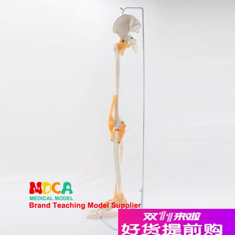 骨下肢骨带韧带胫腓骨和股骨骨盆A人体骨骼模型医学教学MJG007