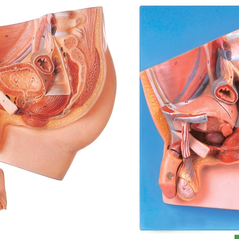 男性盆腔正中矢状切面x模型/解剖模型A15101