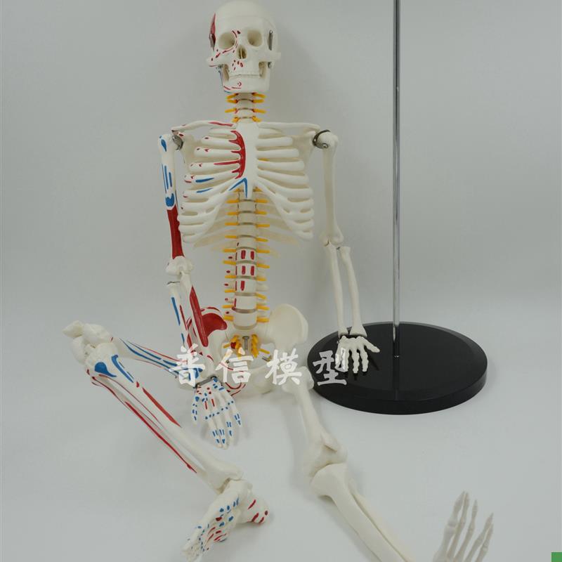 普信肌肉起止点骨骼85cm写色骨架人体可活T动骨骼模型椎间盘