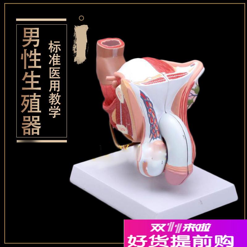 生殖器睾c丸膀胱自然大1:1男性男性生殖器层次解剖模型医用