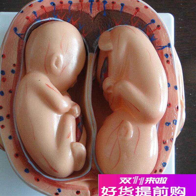 胎儿妊娠发育过程模型/怀孕胎儿模型/妊娠胚胎Y模型(8件)