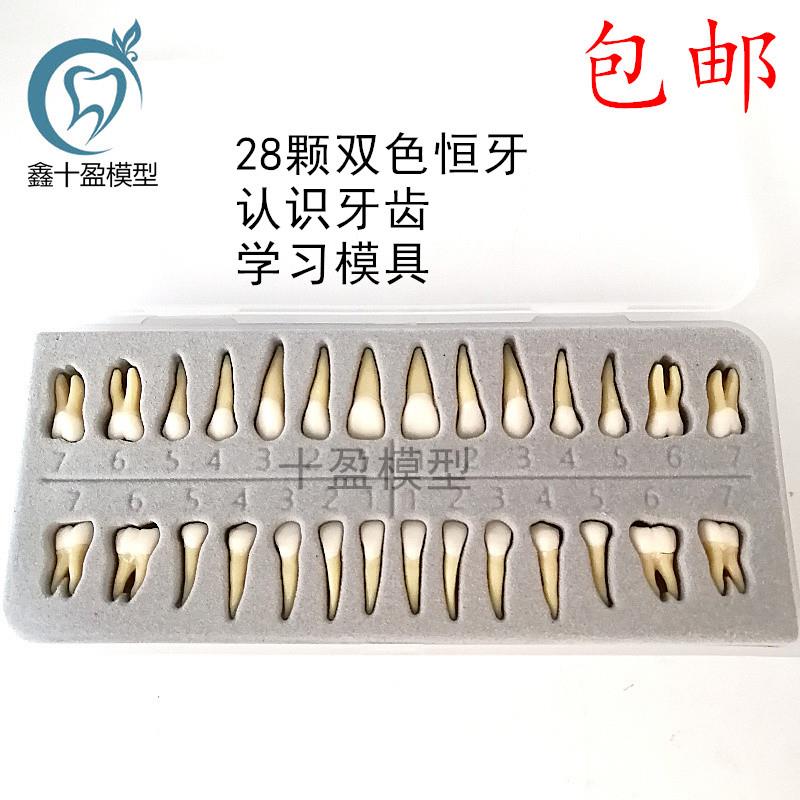 牙科材料28颗双色恒牙有牙根离体牙C模型成人全口标准牙齿模型702