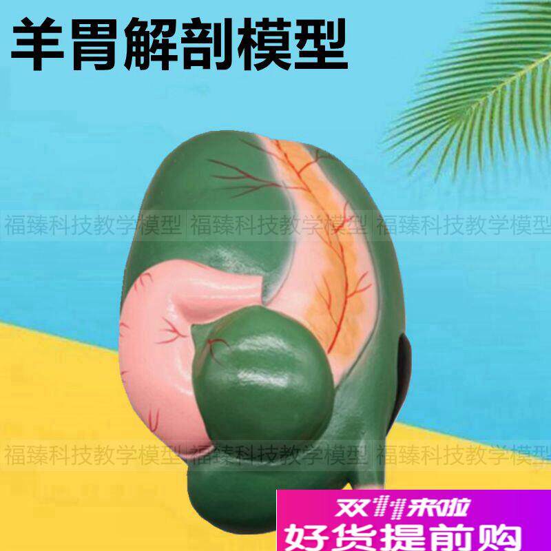 羊解剖模型仿真胃可拆卸兽医畜牧动物内脏标本猪S内脏牛胃放大模
