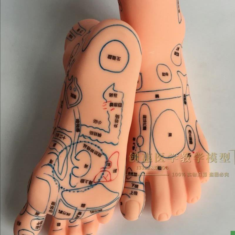 足部反射图按摩针灸穴位脚模型足底按摩模型脚部穴V位模型针灸模
