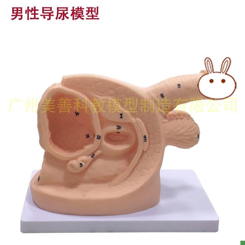 男性内外生殖解剖模型r及导尿模具医学用人体导尿插管模型教具