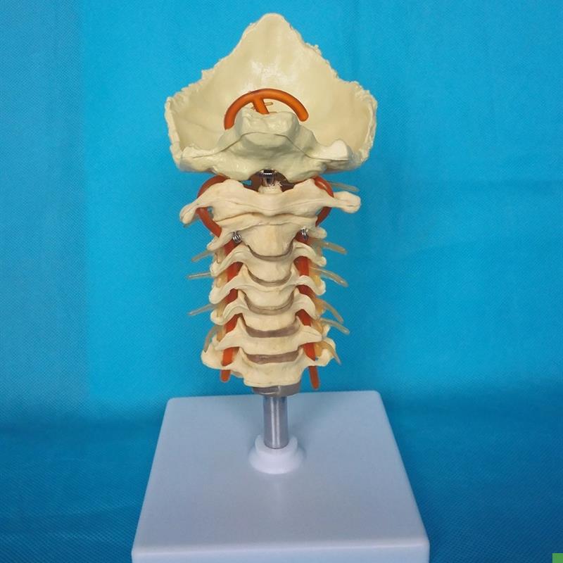 包邮1:1人体颈椎带神经模型脊椎骨骼骨架模Q型教学医用病理讲解