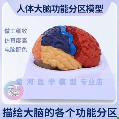 脑模型脑c功能区域模型解剖模型人体大脑解剖模型教用医学包邮