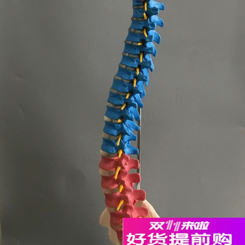 医用彩色椎体人体k脊柱模型人体骨骼模型大脊椎成人1:1带胸椎骨盆