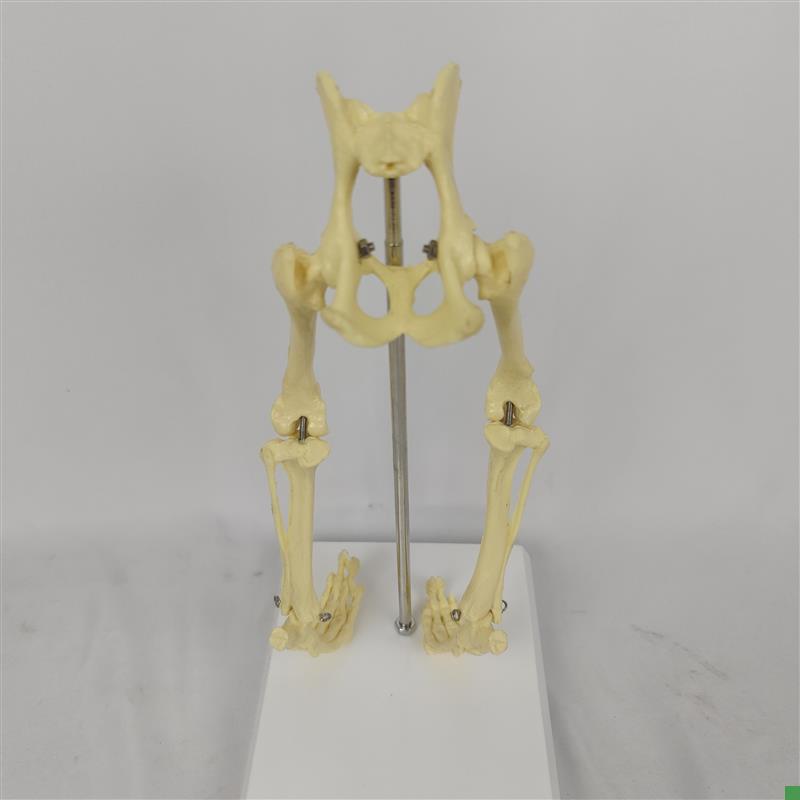 狗髋关节下肢h骨骼模型犬类骨架狗爪宠物动物医院医用教具