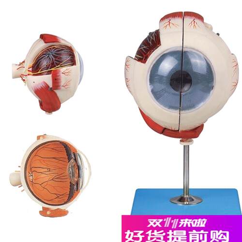 眼球放大模型A1710Q1/解剖模型