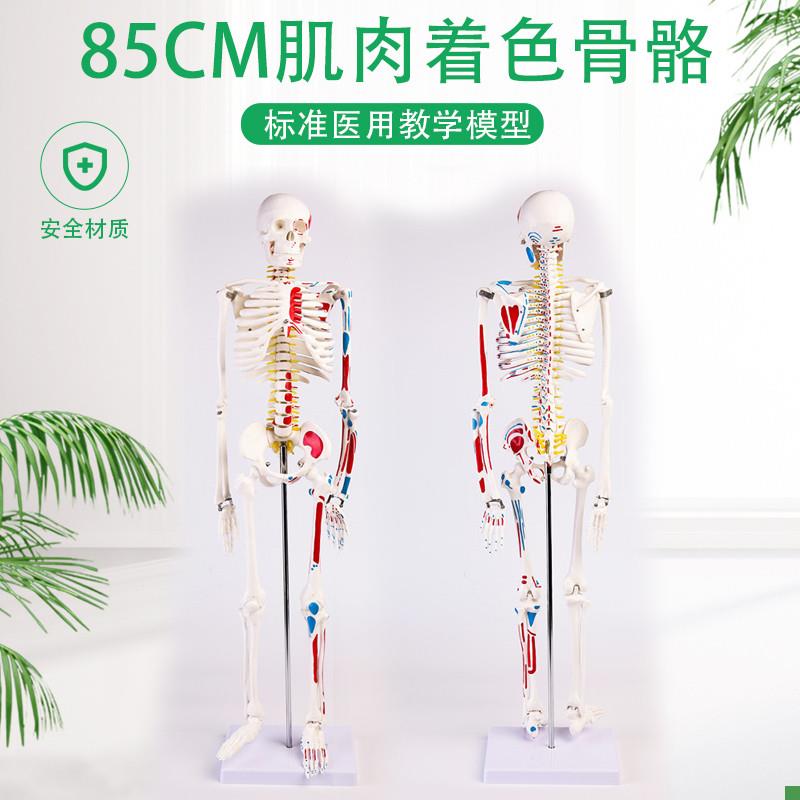 85CM人体骨骼带神经带椎间盘模型骨架附M肌肉起止点着色模型神经