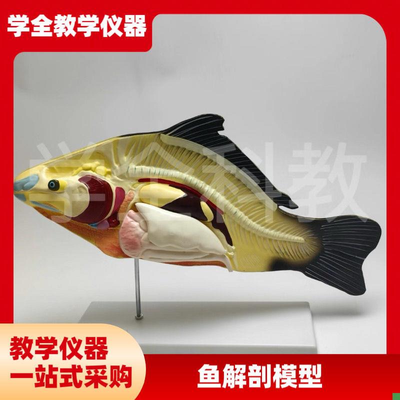 鱼解剖模型可拆卸内脏初高中生物教学演示教O具生物动物模型科学