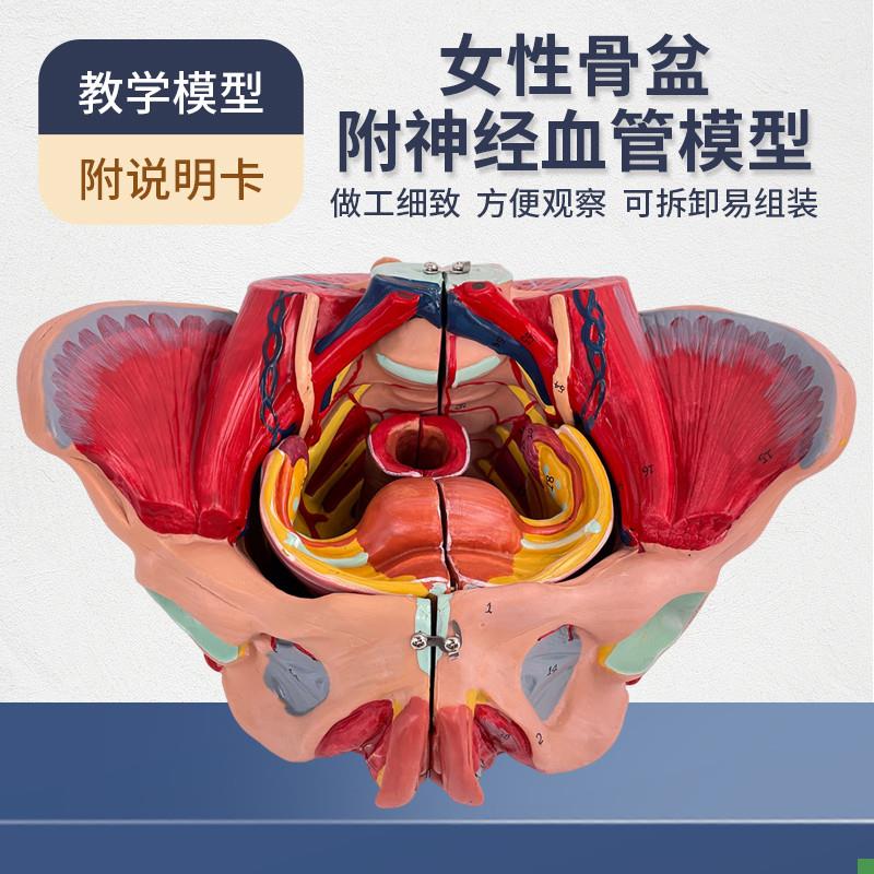 女性人体骨盆附生殖器官血v管神经肌肉解剖分娩演示教学盆底肌模
